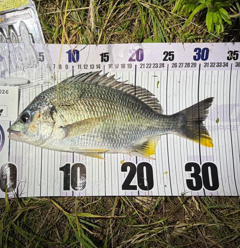 キチヌの釣果