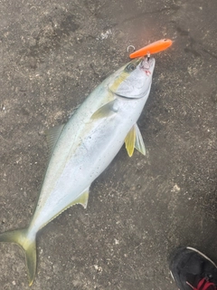 ヒラマサの釣果