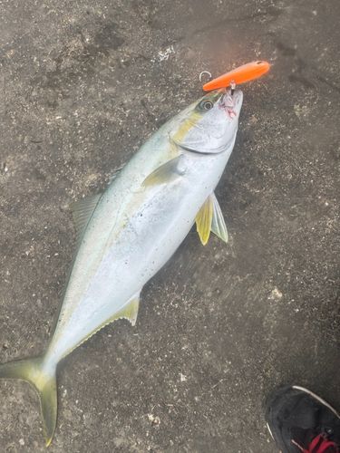 ヒラマサの釣果