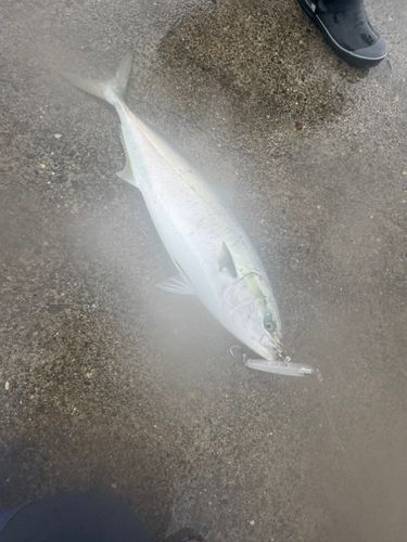 ブリの釣果