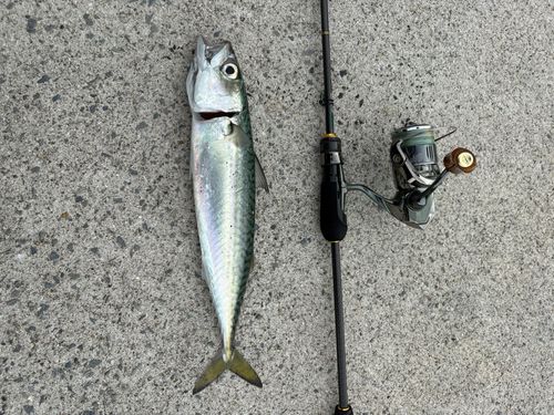 サバの釣果