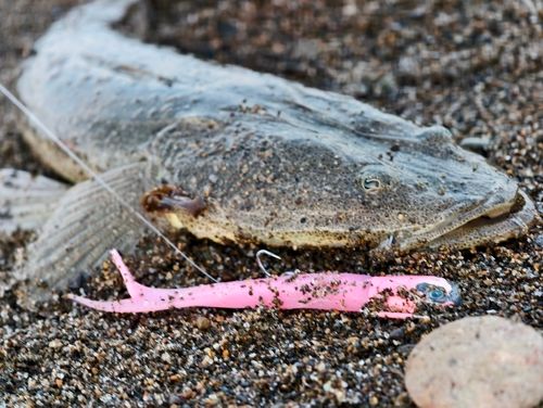 マゴチの釣果