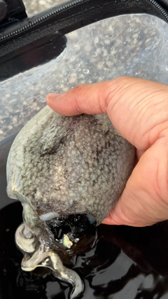 シリヤケイカの釣果