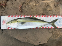ワラサの釣果