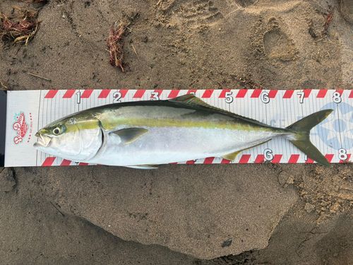 ワラサの釣果