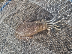 シリヤケイカの釣果