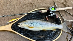 ブラウントラウトの釣果