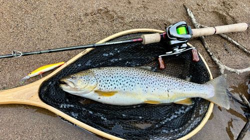 ブラウントラウトの釣果
