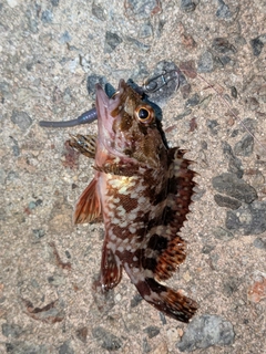 カサゴの釣果