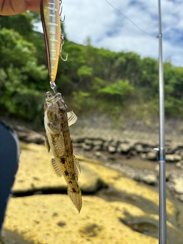 ハゼの釣果