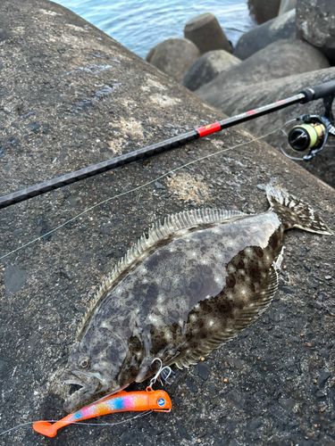 ヒラメの釣果