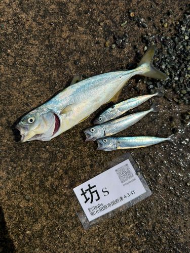 ワカシの釣果