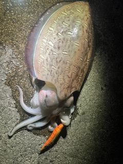 モンゴウイカの釣果