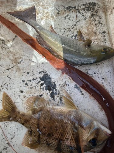 アカヤガラの釣果