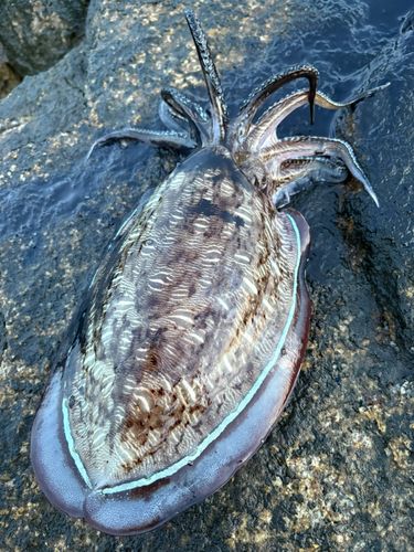 モンゴウイカの釣果