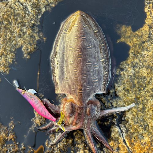 モンゴウイカの釣果