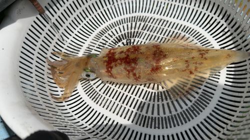 マルイカの釣果