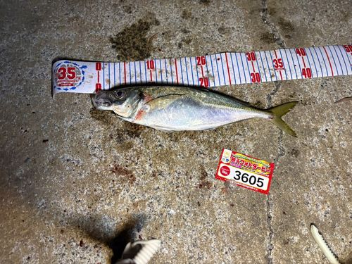 アジの釣果