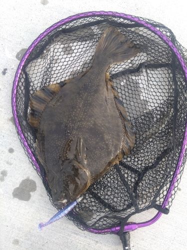 ヌマガレイの釣果