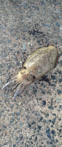 コウイカの釣果