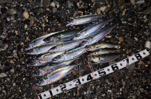 サバの釣果