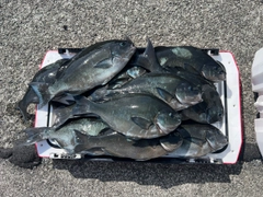 オナガグレの釣果