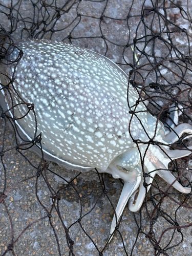 コウイカの釣果