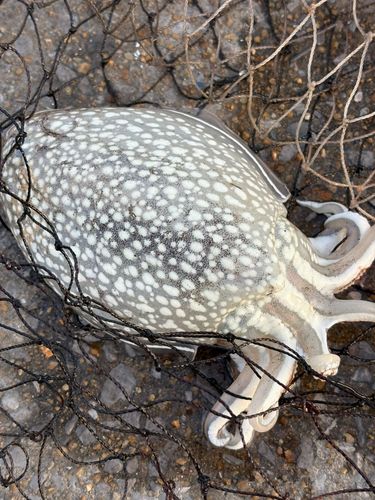 コウイカの釣果