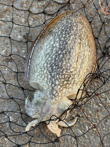 コウイカの釣果