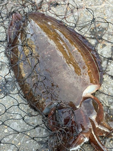コウイカの釣果