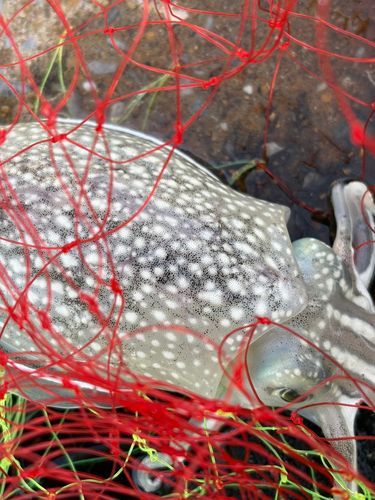 コウイカの釣果