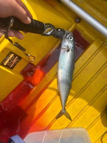 サバの釣果