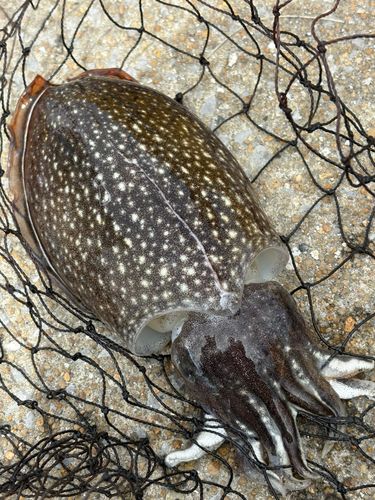 コウイカの釣果