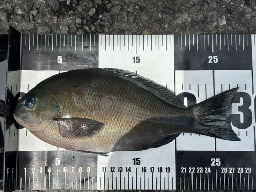 メジナの釣果