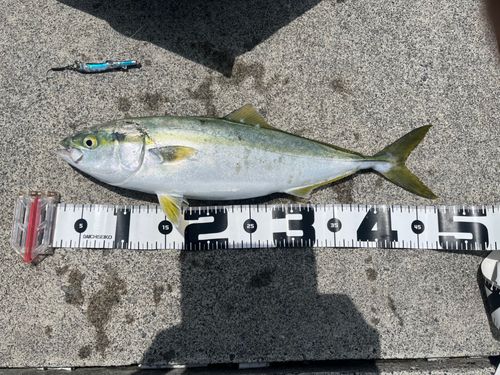 イナダの釣果