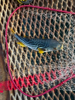 シマフグの釣果