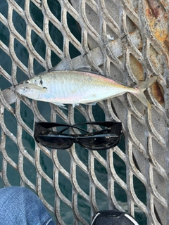 マアジの釣果