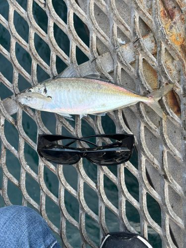 マアジの釣果