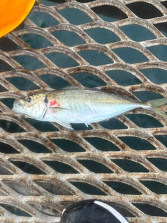 マアジの釣果