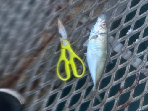 マアジの釣果
