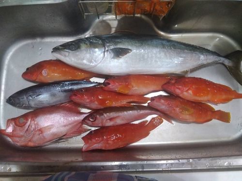 アカハタの釣果