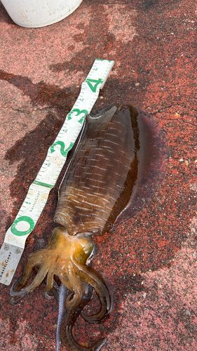 アオリイカの釣果