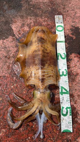 アオリイカの釣果