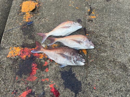 タイの釣果