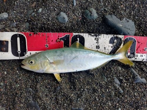ワカシの釣果