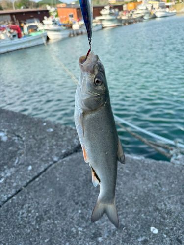 ウグイの釣果