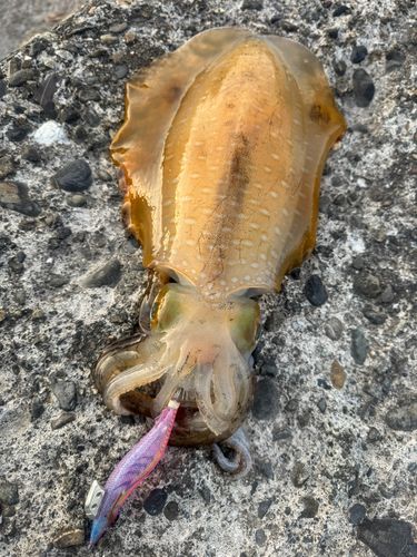 アオリイカの釣果