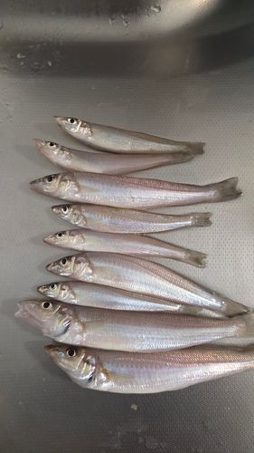 キスの釣果
