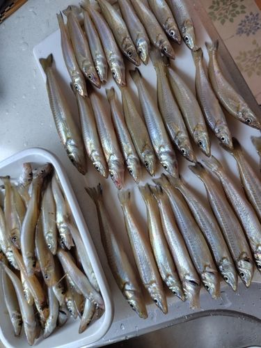 キスの釣果