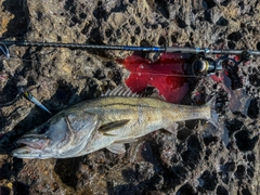 スズキの釣果